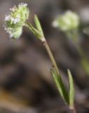 Valerianella coronata