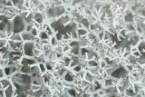 Cladonia stellaris