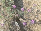 Astragalus versicolor