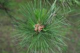 Pinus tabuliformis