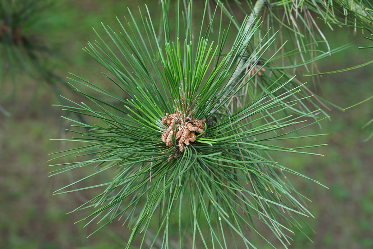 Изображение особи Pinus tabuliformis.