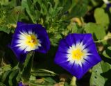 Convolvulus tricolor
