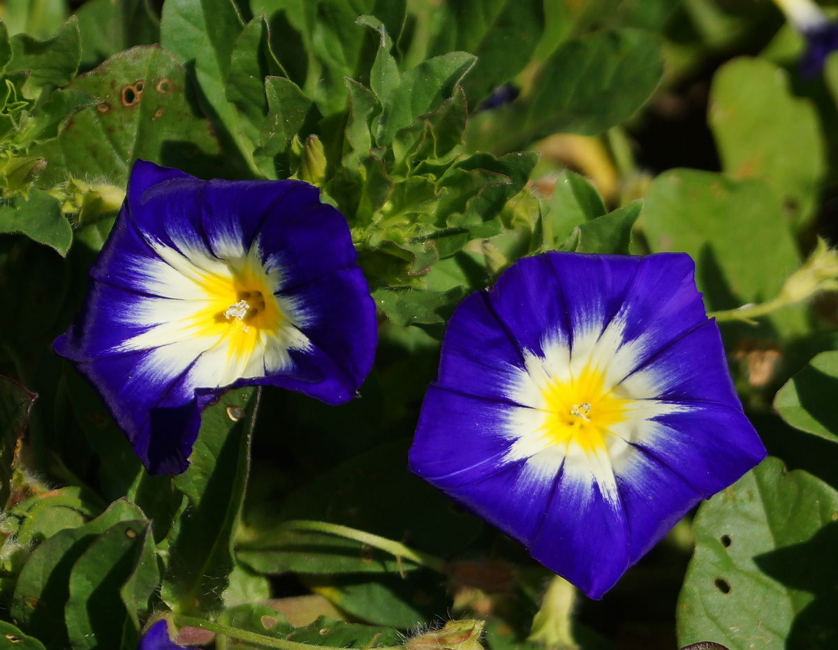 Image of Convolvulus tricolor specimen.