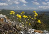 Alyssum trichostachyum. Цветущее растение. Крым, Бахчисарайский р-н, плато Мангуп-Кале, расщелина в скальном обнажении. 06.05.2009.