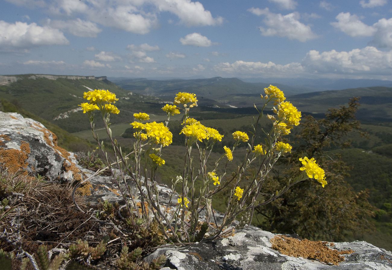 Изображение особи Alyssum trichostachyum.