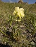 Aconitum confertiflorum