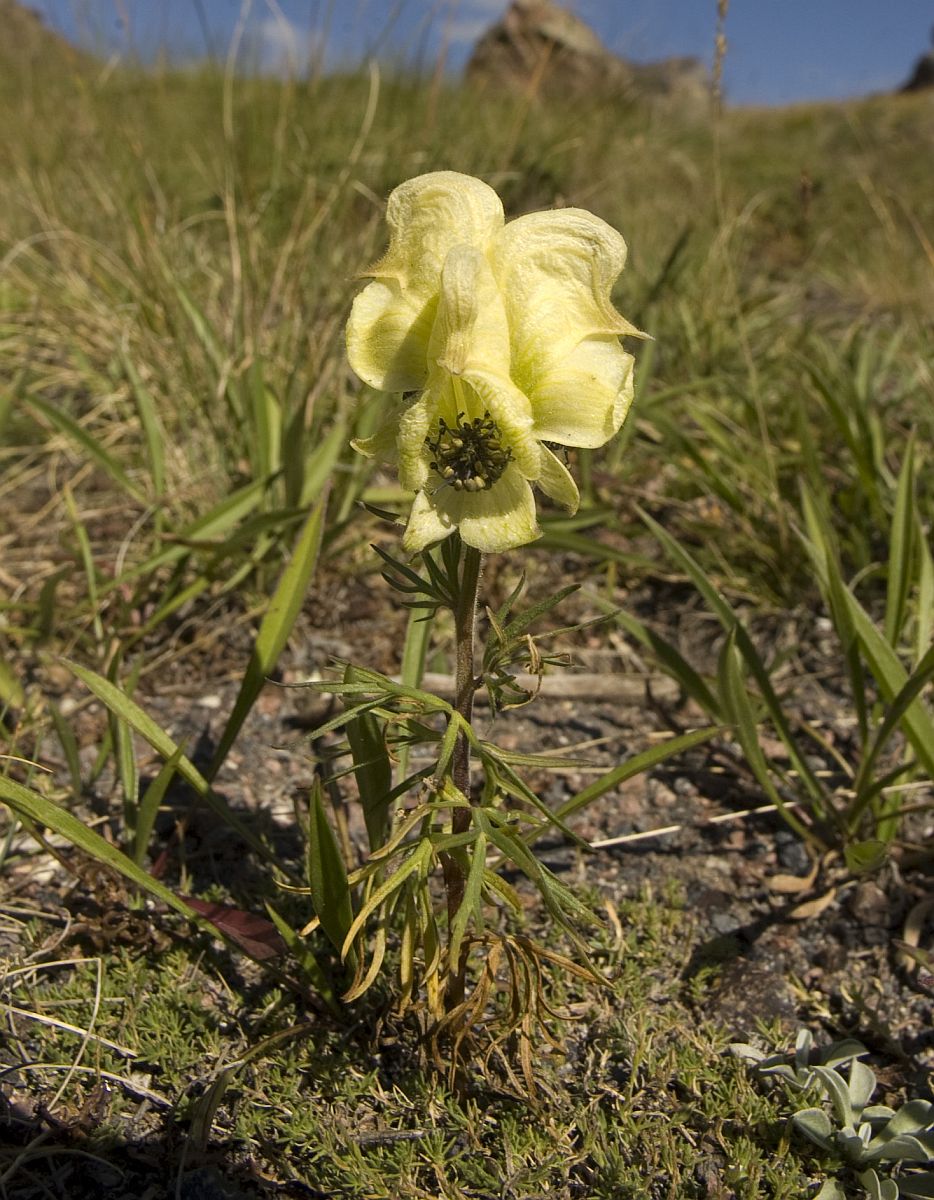 Image of Aconitum confertiflorum specimen.