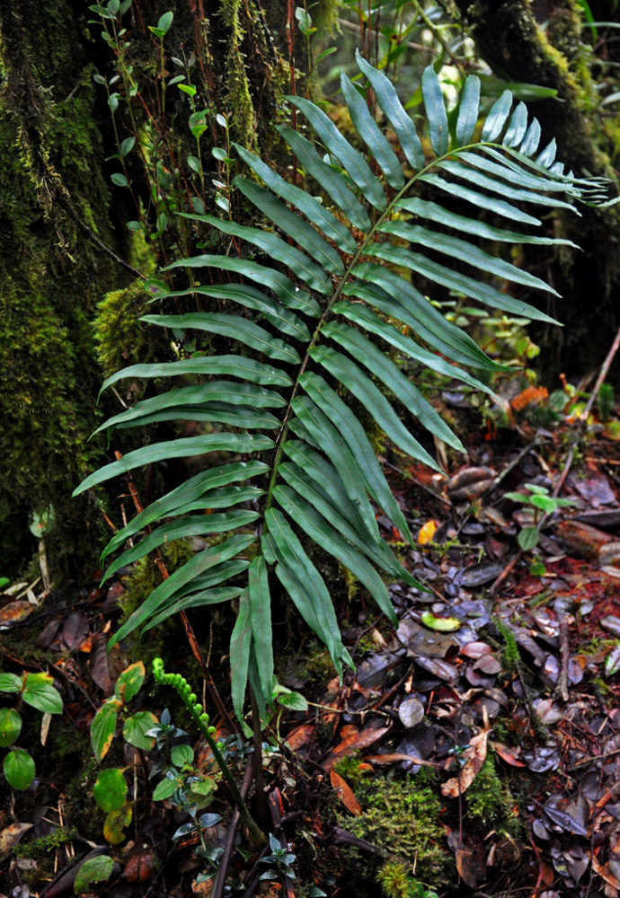 Image of Blechnum finlaysonianum specimen.