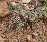 Astragalus spruneri