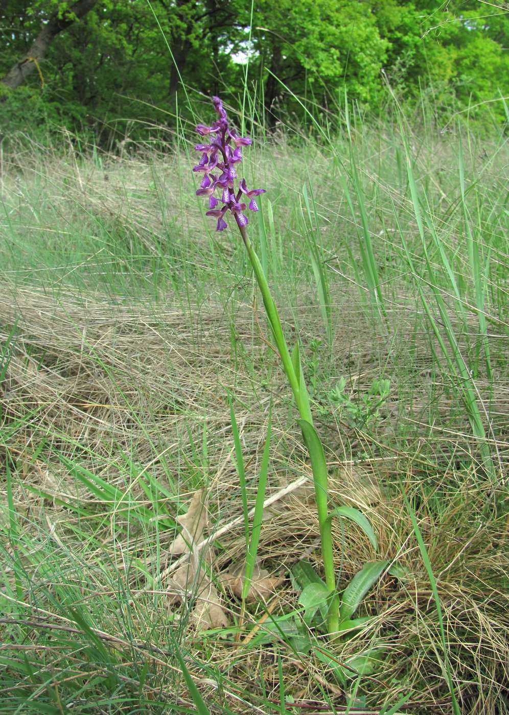 Изображение особи Anacamptis morio ssp. caucasica.