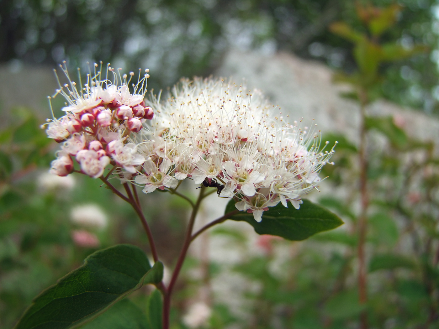Image of Spiraea beauverdiana specimen.