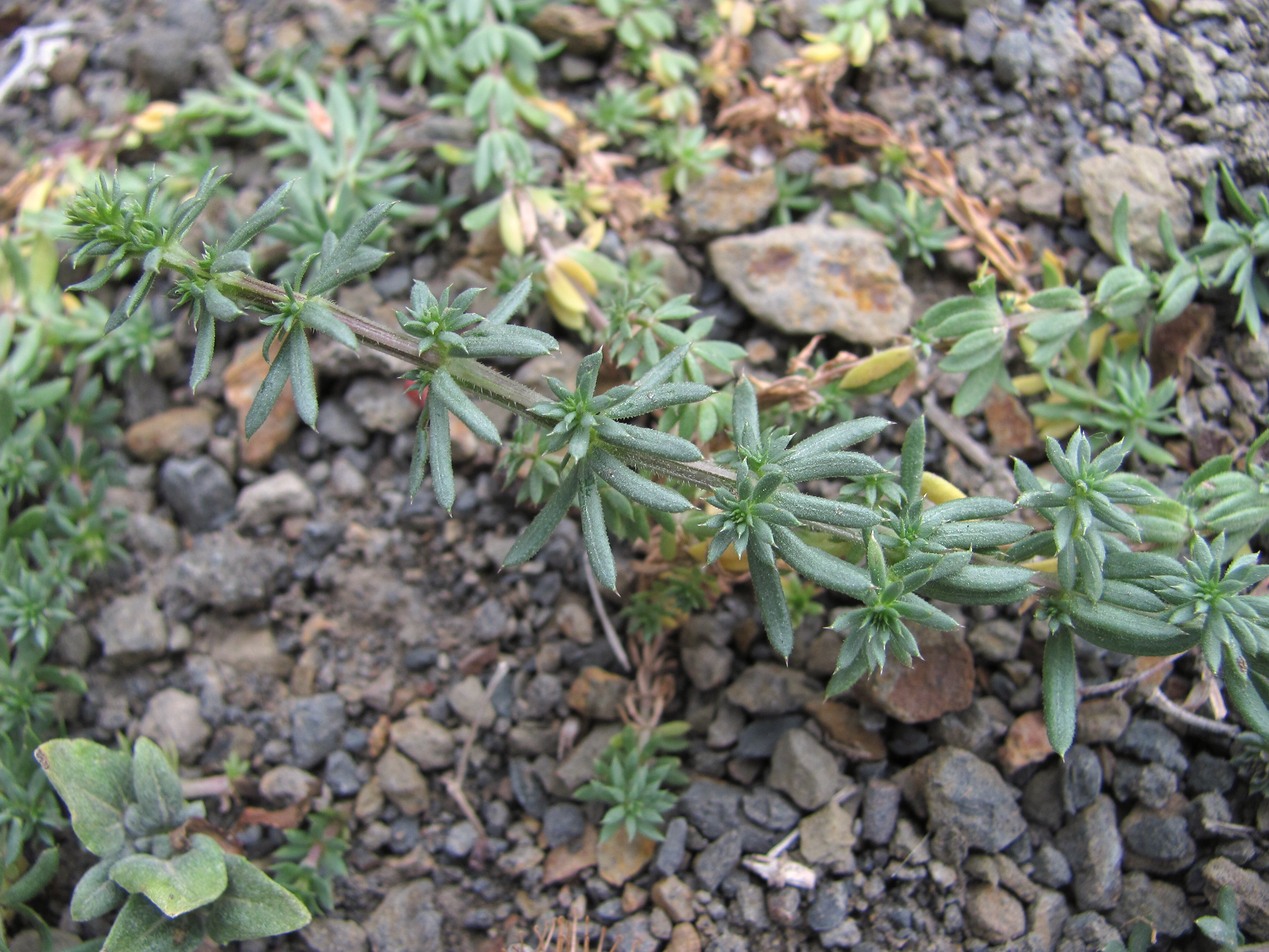 Изображение особи Galium humifusum.