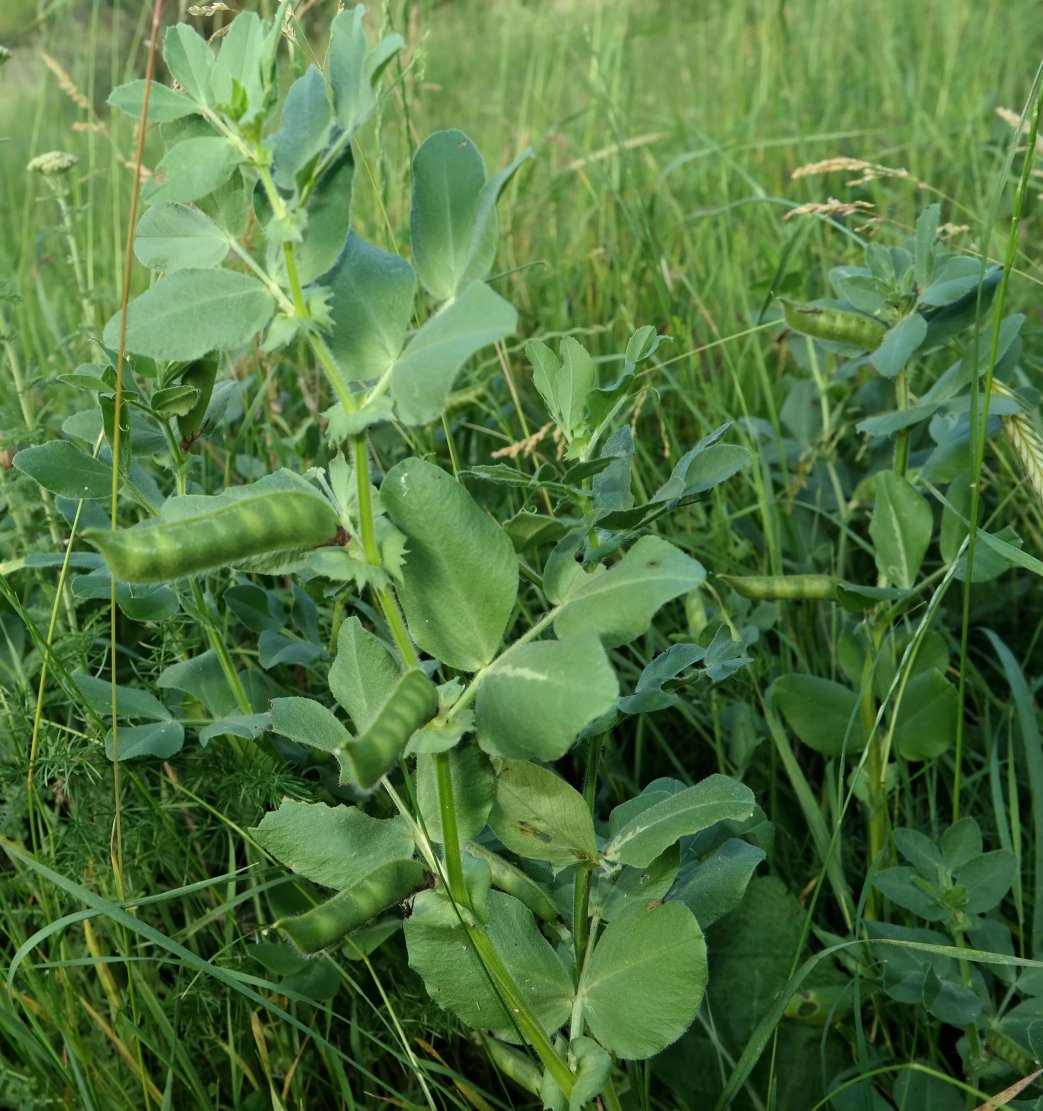 Изображение особи Vicia narbonensis.