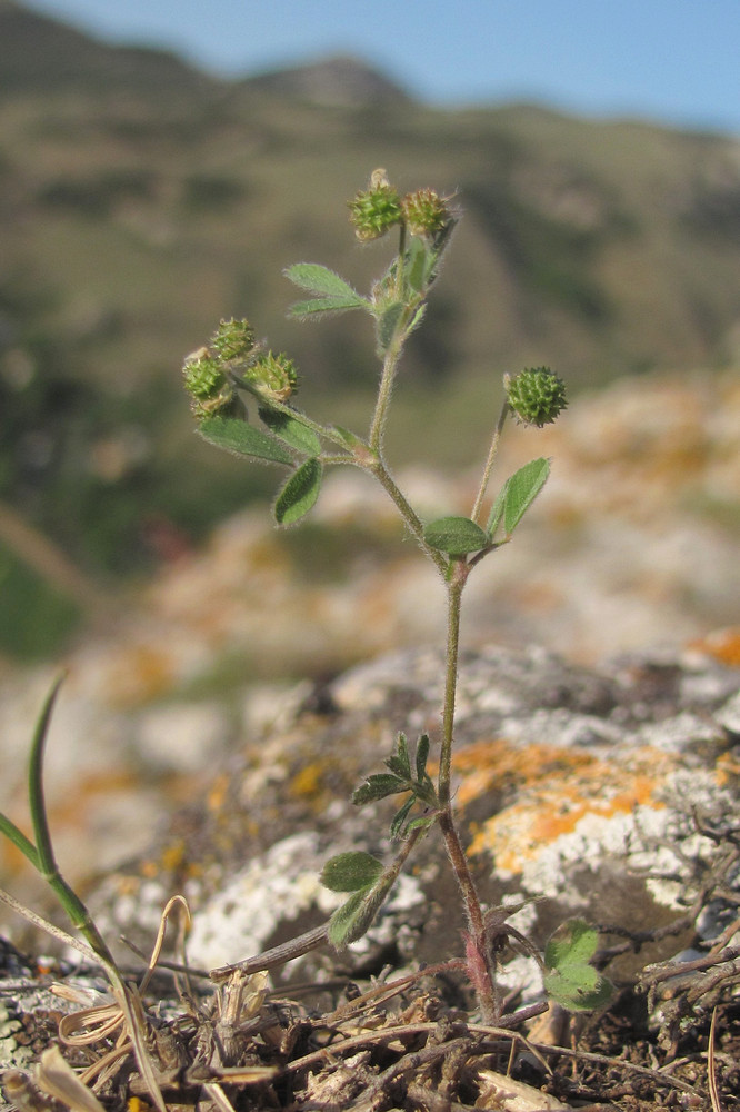Image of Medicago meyeri specimen.