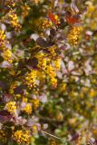 Berberis форма atropurpurea