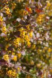 Berberis vulgaris form atropurpurea