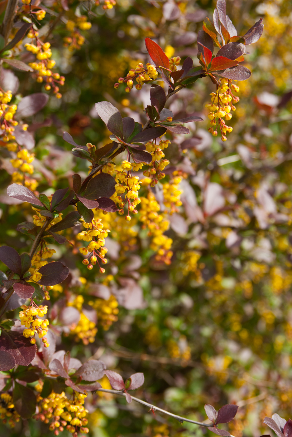 Изображение особи Berberis vulgaris f. atropurpurea.