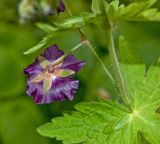 Geranium phaeum. Цветок. Пермь, Свердловский р-н, в озеленении двора. 14 июня 2018 г.