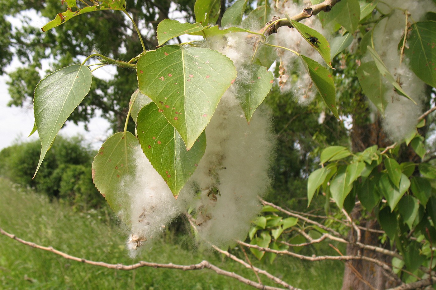 Image of Populus &times; sibirica specimen.