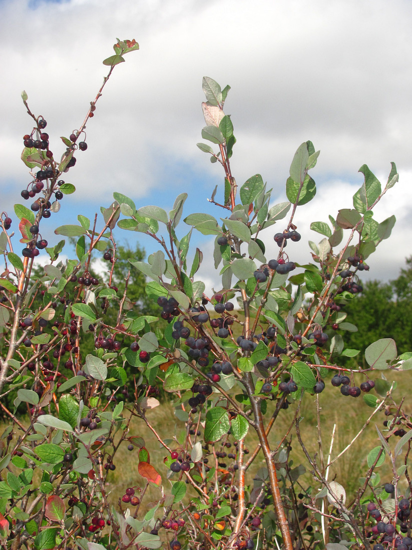 Image of Cotoneaster melanocarpus specimen.