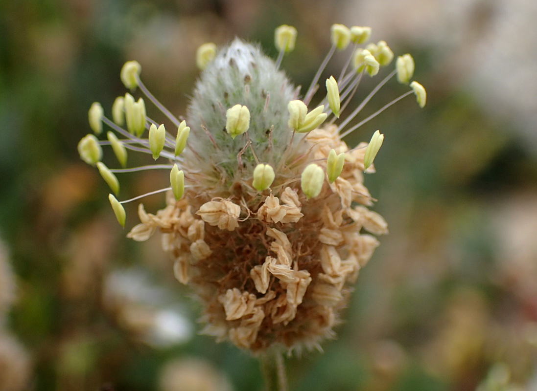 Изображение особи Plantago lagopus.