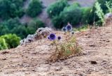 Echinops adenocaulos. Цветущее растение. Израиль, Голанские высоты, лес Одем. 05.07.2018.