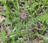 Pedicularis wilhelmsiana