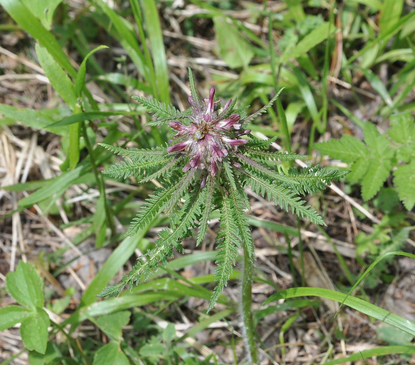 Image of Pedicularis wilhelmsiana specimen.