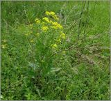 Bunias orientalis. Цветущее растение с сухими прошлогодними побегами. Чувашия, окр. г. Шумерля, Кумашкинский заказник, Соколова поляна. 1 июня 2010 г.