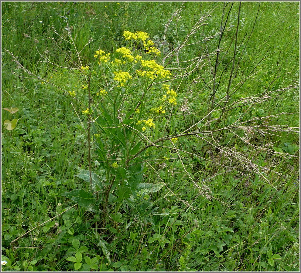 Image of Bunias orientalis specimen.
