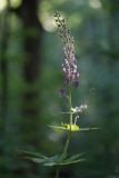 Aconitum septentrionale