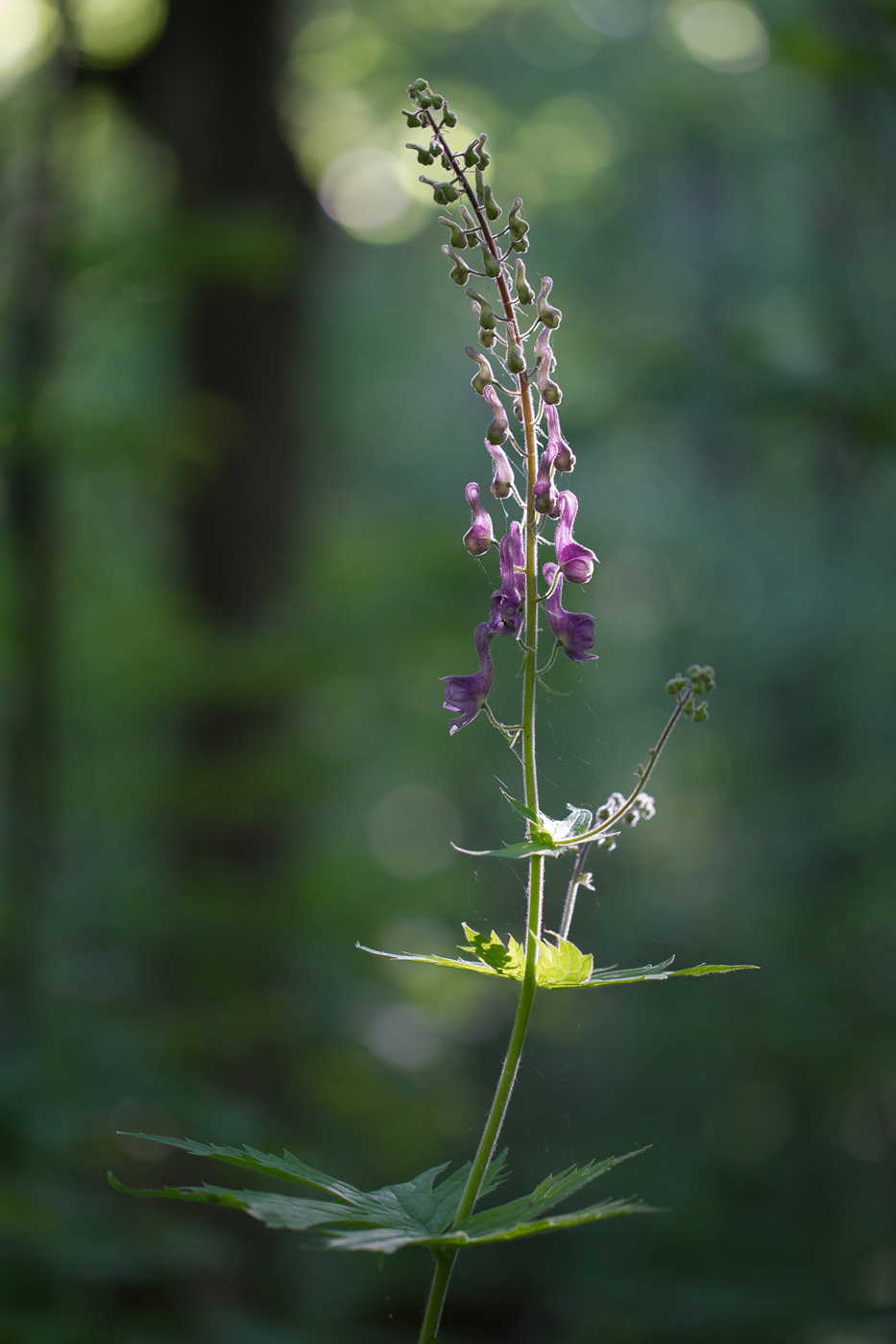 Изображение особи Aconitum septentrionale.