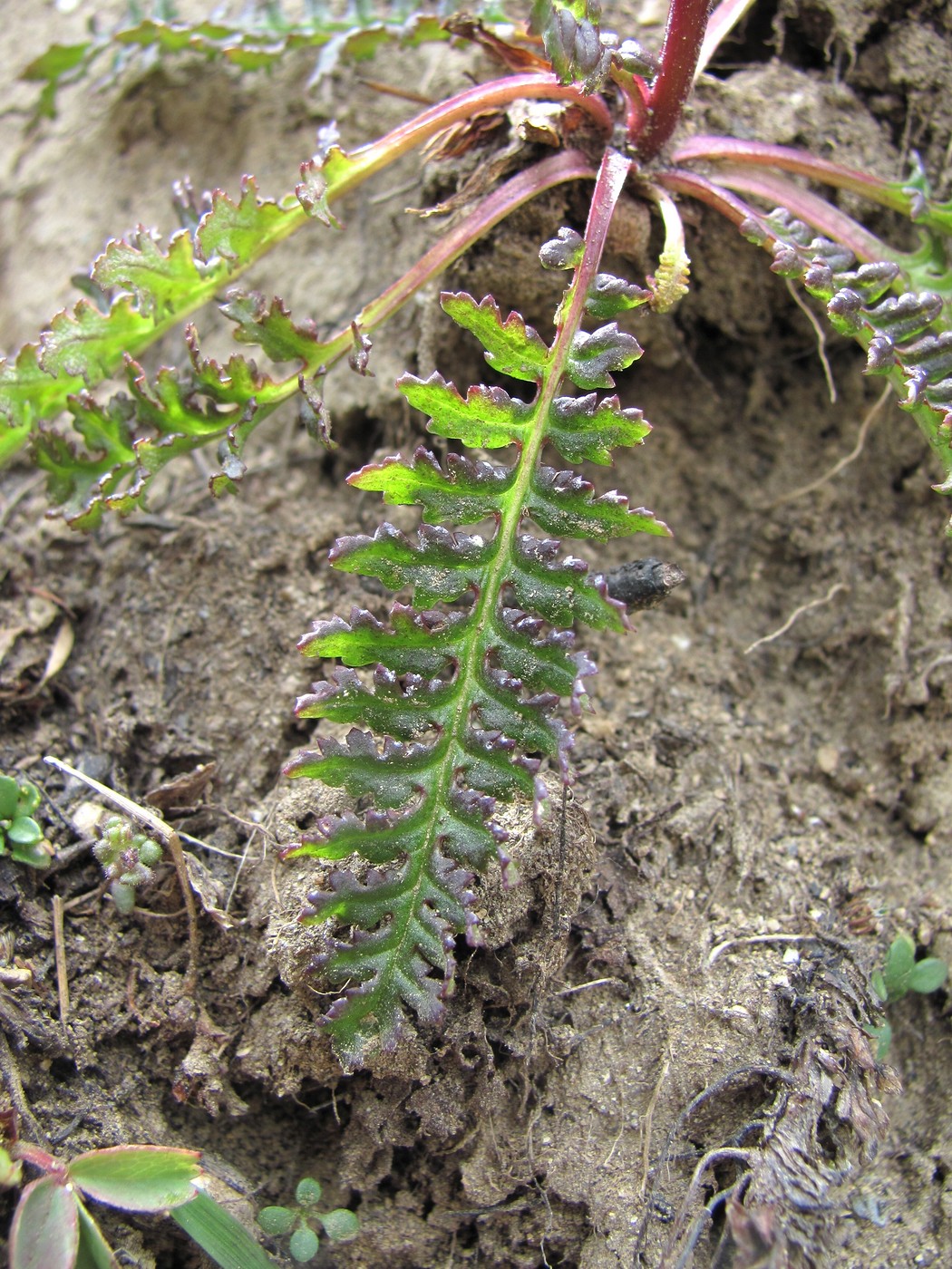 Изображение особи Pedicularis nordmanniana.