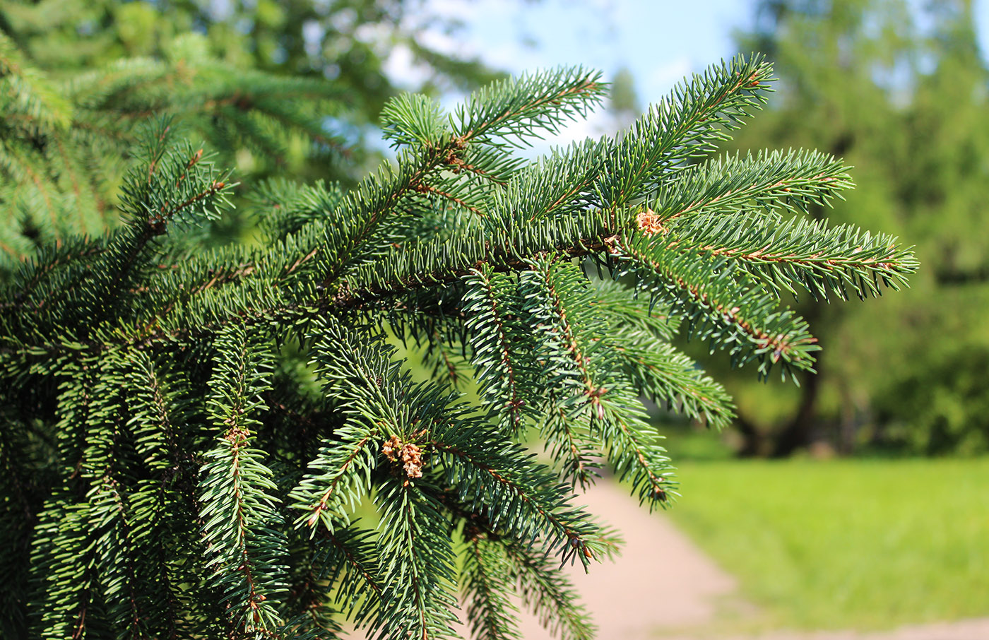 Изображение особи Picea asperata.