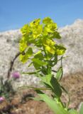 Euphorbia boissieriana