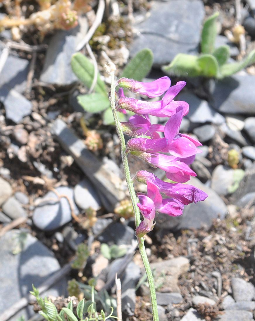 Image of Vicia alpestris specimen.