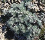 Onosma polyphylla
