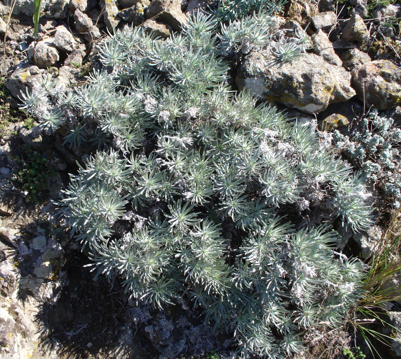 Image of Onosma polyphylla specimen.