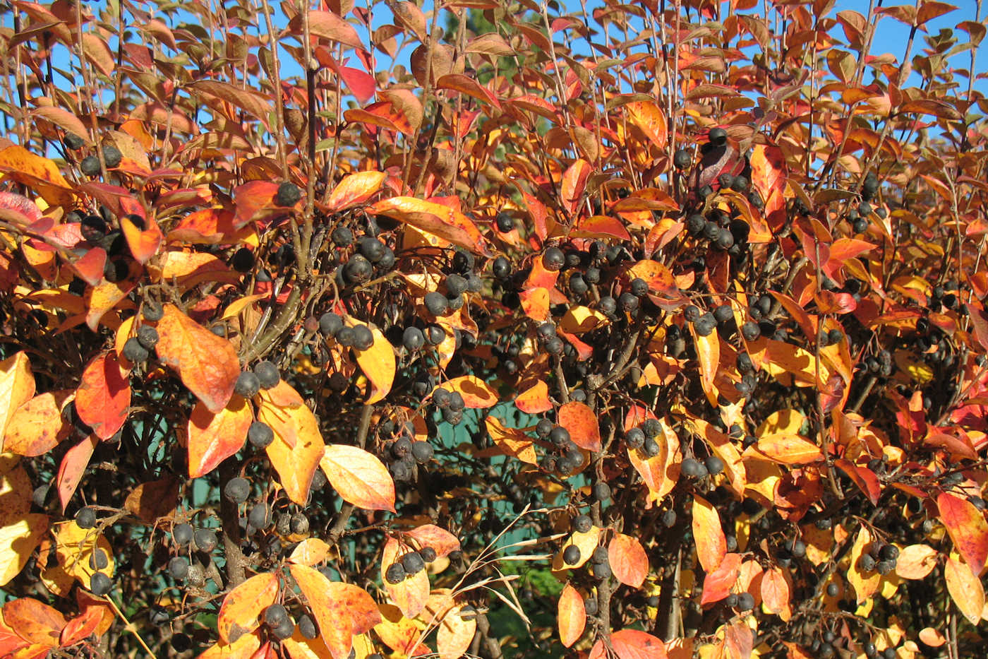 Image of Cotoneaster melanocarpus specimen.