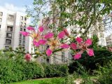 Ceiba speciosa. Верхушка ветки с цветками и бутонами. Израиль, г. Бат-Ям, в культуре. 22.10.2018.