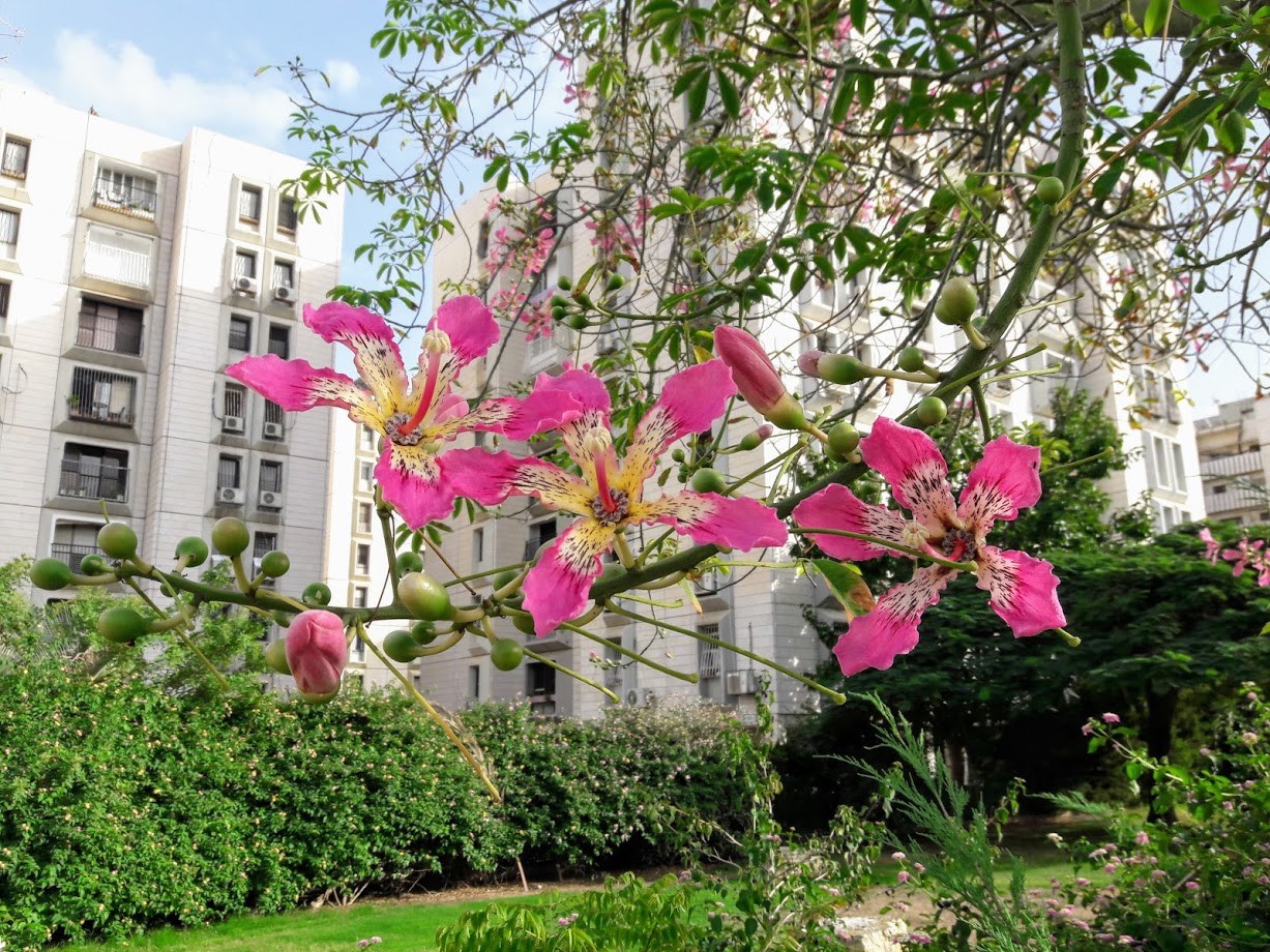 Изображение особи Ceiba speciosa.