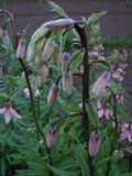 Lilium pilosiusculum