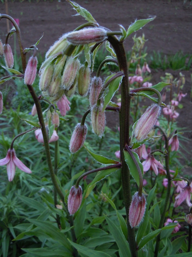 Image of Lilium pilosiusculum specimen.