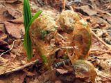 Dryopteris expansa. Разворачивающиеся вайи (слева - побег Veratrum oxysepalum). Магаданская обл., Ольский р-н, бассейн р. Омчик, р. Нижний Омчик, склон сопки, каменноберезняк. 29.06.2013.