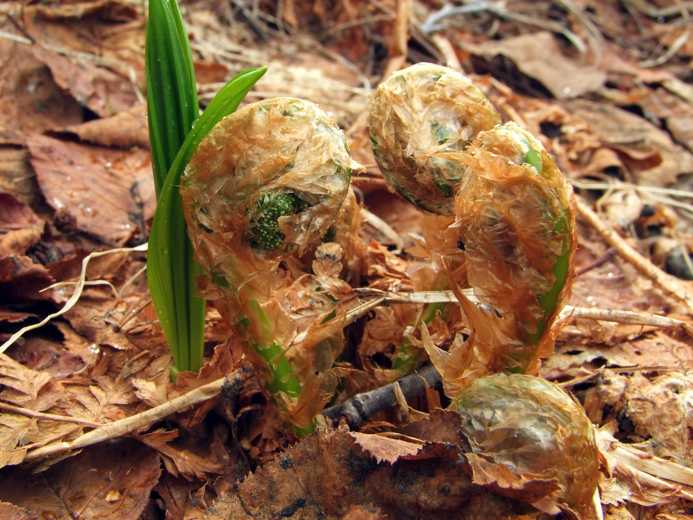 Image of Dryopteris expansa specimen.