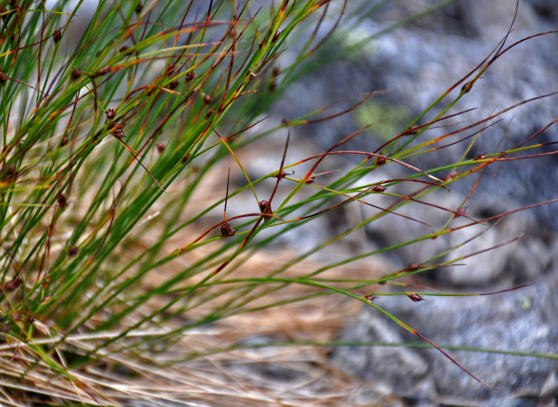 Image of Juncus trifidus specimen.