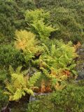 Dryopteris assimilis. Растения в осенней окраске на задернованной каменистой россыпи. Окрестности Мурманска, конец августа 2008 г.