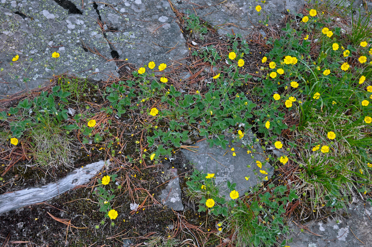 Image of Potentilla crebridens specimen.