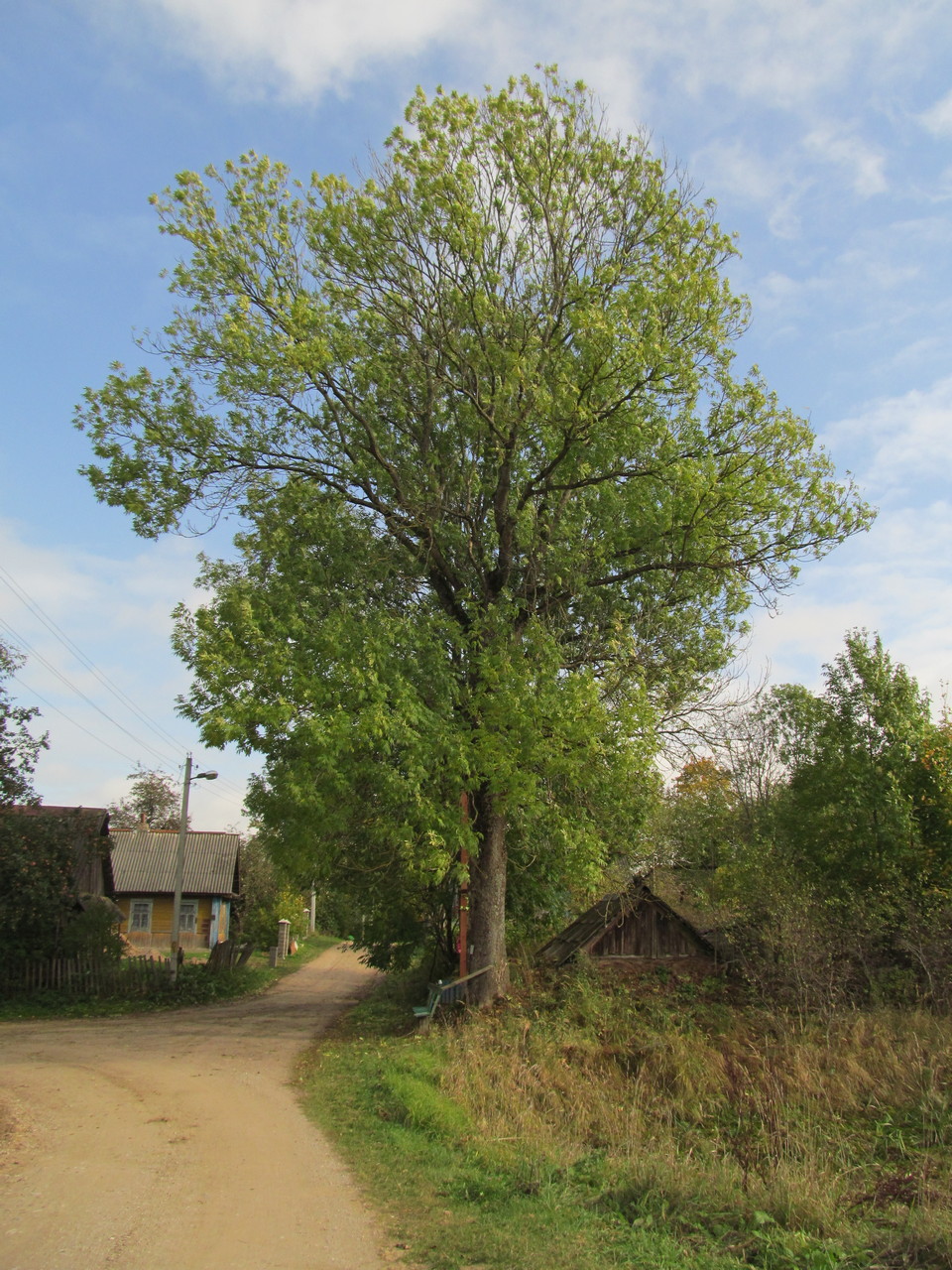 Image of Fraxinus excelsior specimen.