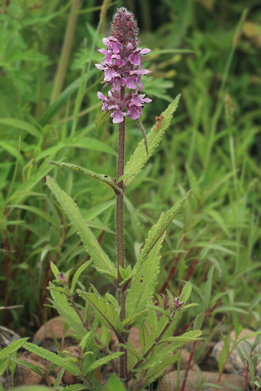 Изображение особи Stachys aspera.